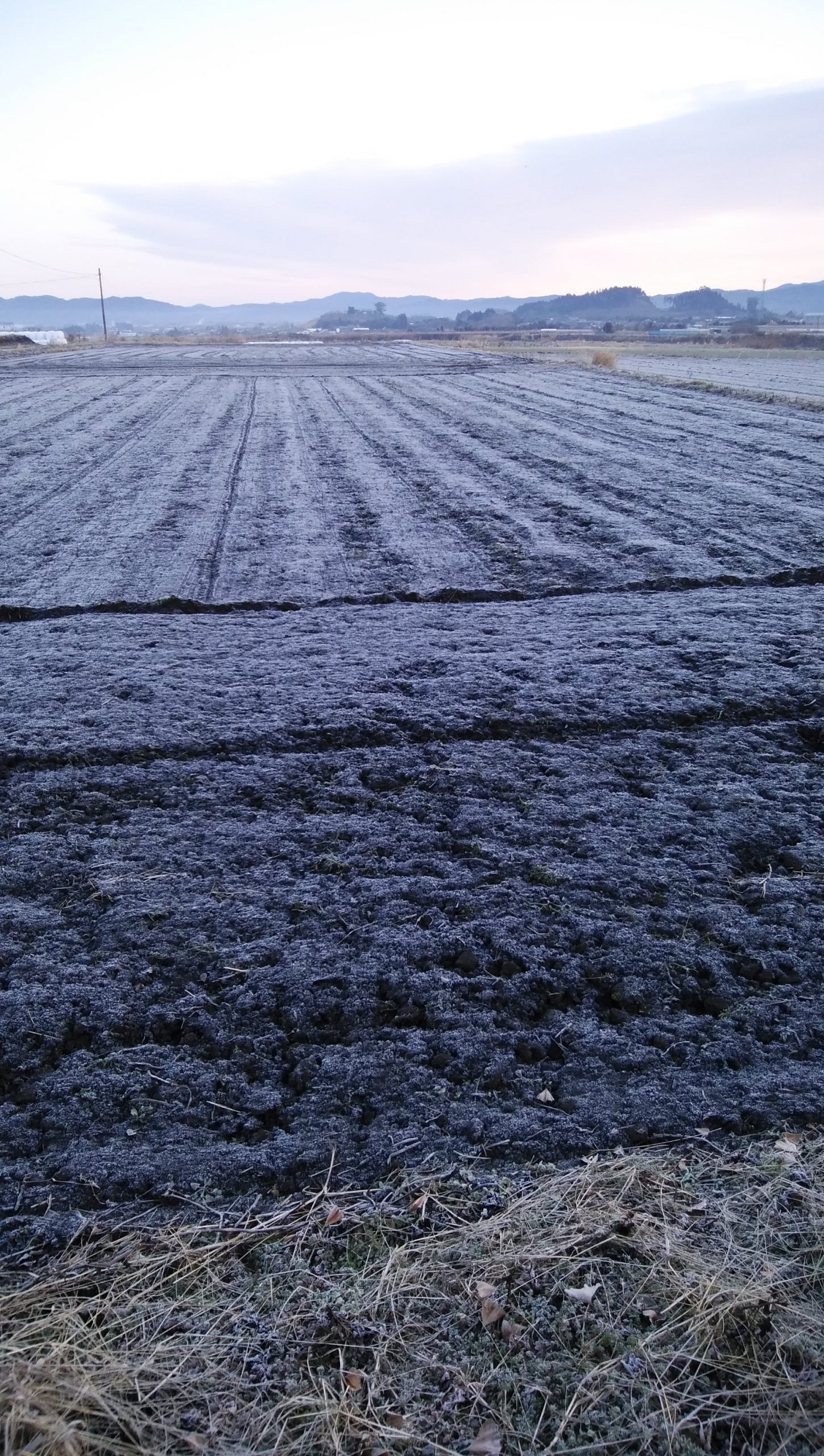 畑が一面真っ白に凍ってます🥶🥶🥶