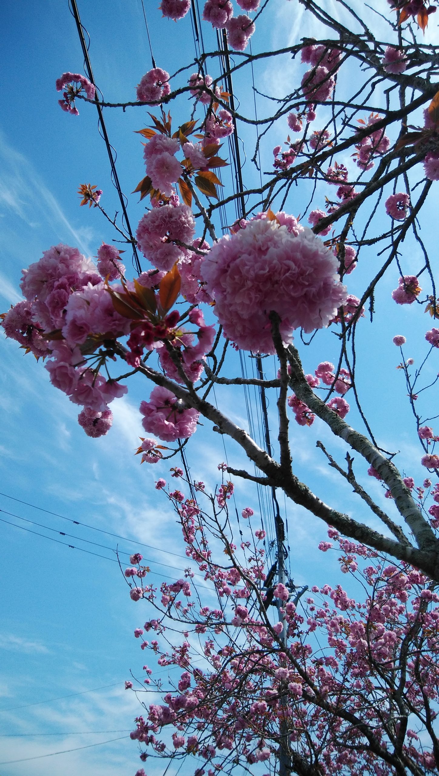 近くの八重桜🌸🌸