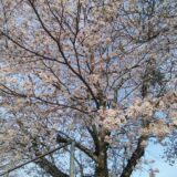 桜満開🌸🌸🌸勝岡小学校の前が綺麗でした