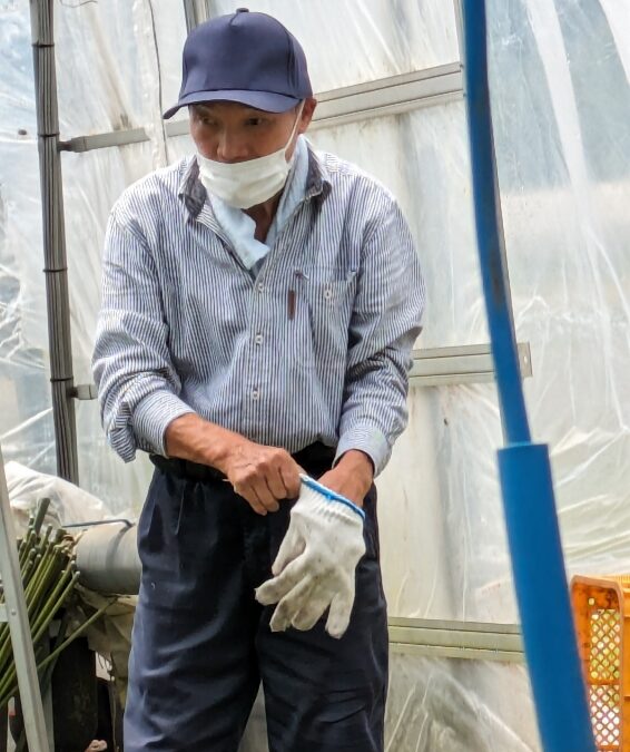 委託の仕事）サツマイモ🍠の苗切り