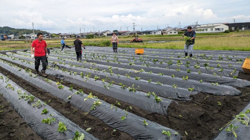 委託お仕事）サツマイモ🍠の苗植え