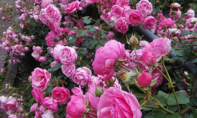 綺麗な見つけました🌹