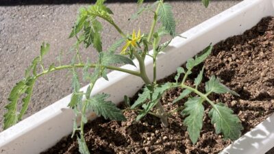 夏野菜を植えたよ🍅