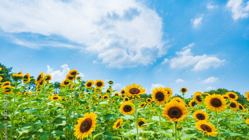 令和6年8月きぼうがおか活動プログラム