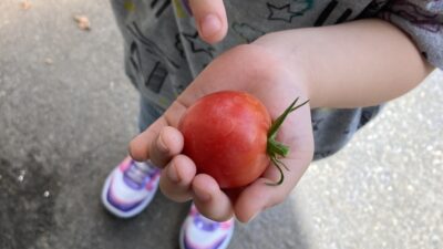 トマト初収穫！！☆