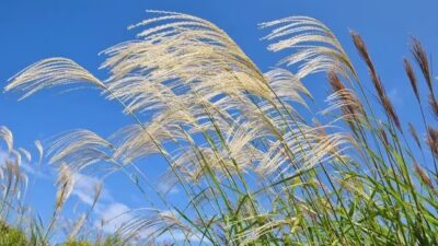 令和6年9月きぼうがおか活動プログラム