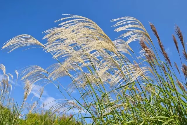 令和6年9月きぼうがおか活動プログラム