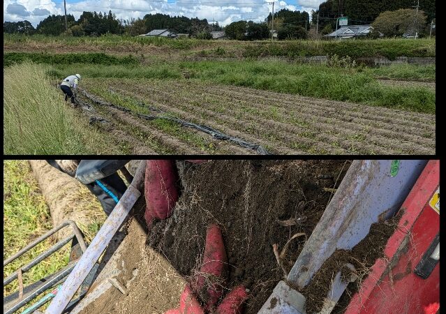 サツマイモの収穫🍠