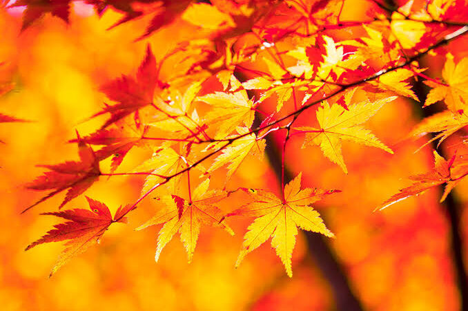 令和6年10月きぼうがおか活動プログラム