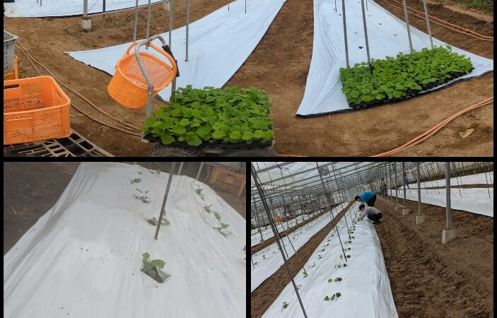 委託のお仕事（胡瓜🥒の苗植え）