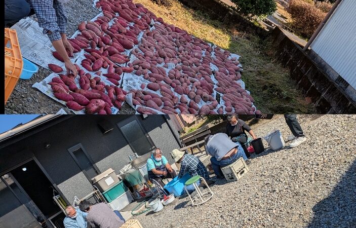 サツマイモ🍠洗い🦝∼♪