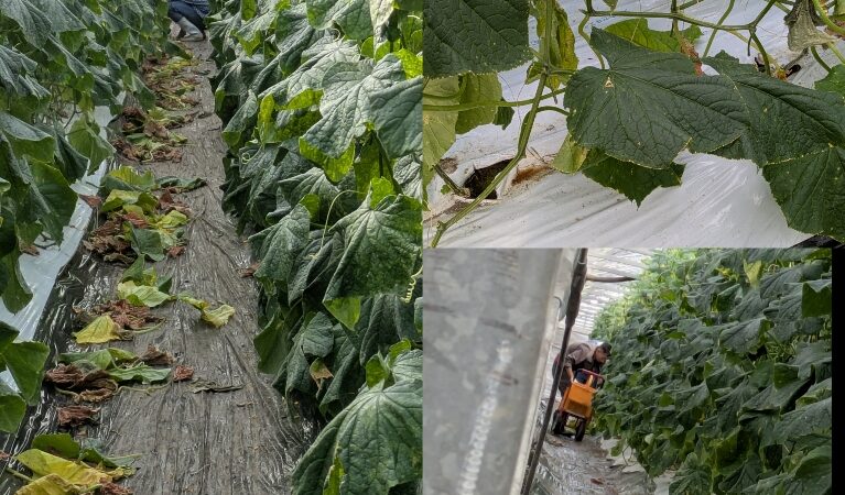 委託のお仕事🥒