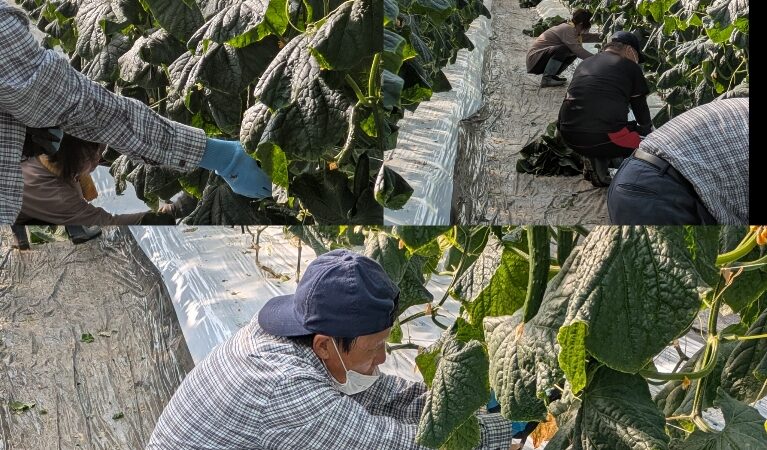 委託の仕事　胡瓜🥒