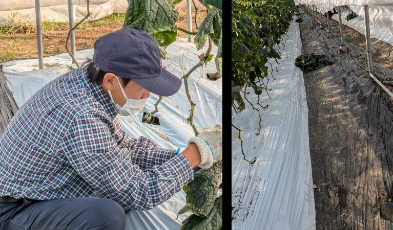 委託のお仕事🥒🌸