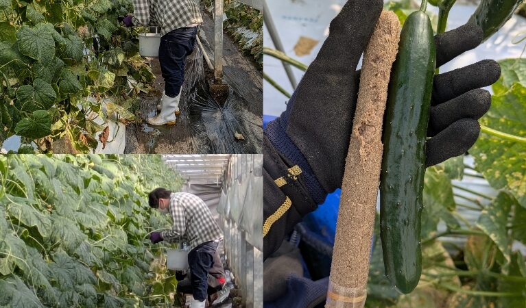 委託の胡瓜🥒の収穫