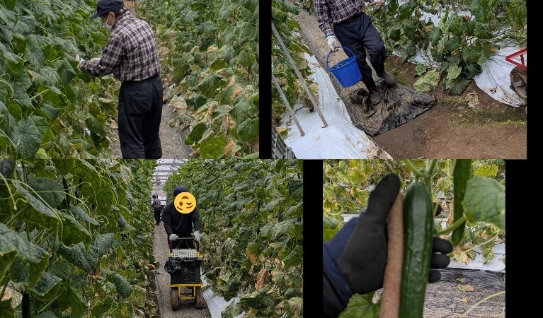 委託の農家　胡瓜の収穫風景🥒