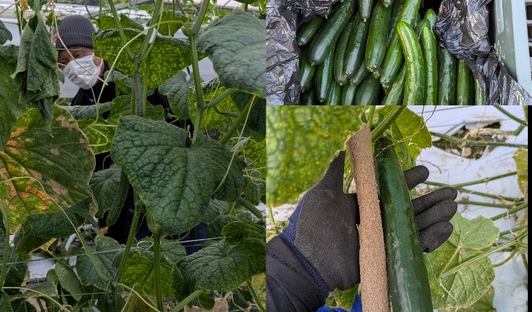 委託　胡瓜の収穫🥒