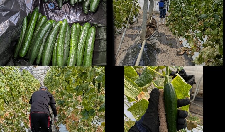 委託　胡瓜🥒の収穫