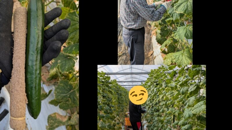 （委託）胡瓜🥒収穫