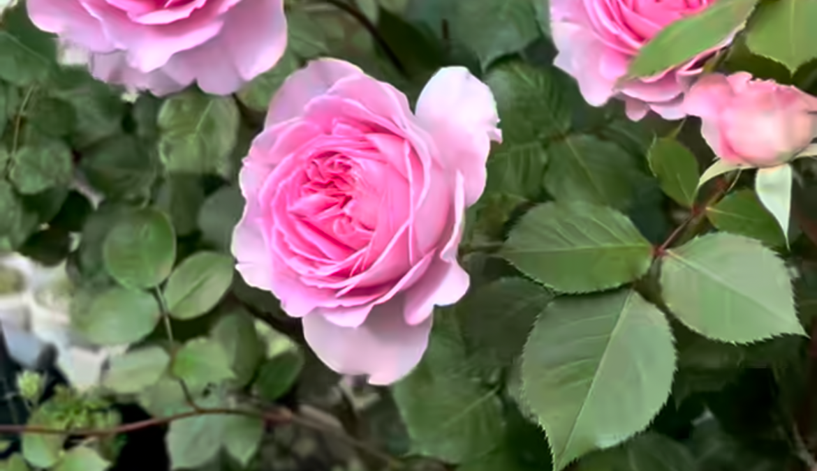 リメイク作品との出会い