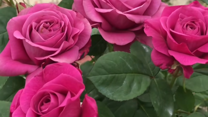 ｶﾜ(・∀・)ｲｲ!!