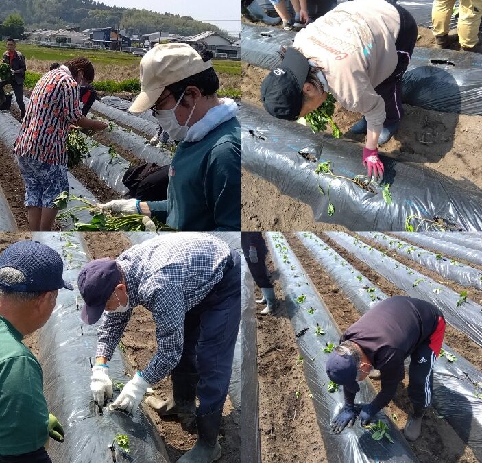 委託のサツマイモ苗植え