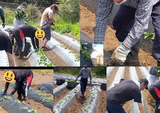 委託　サツマイモ