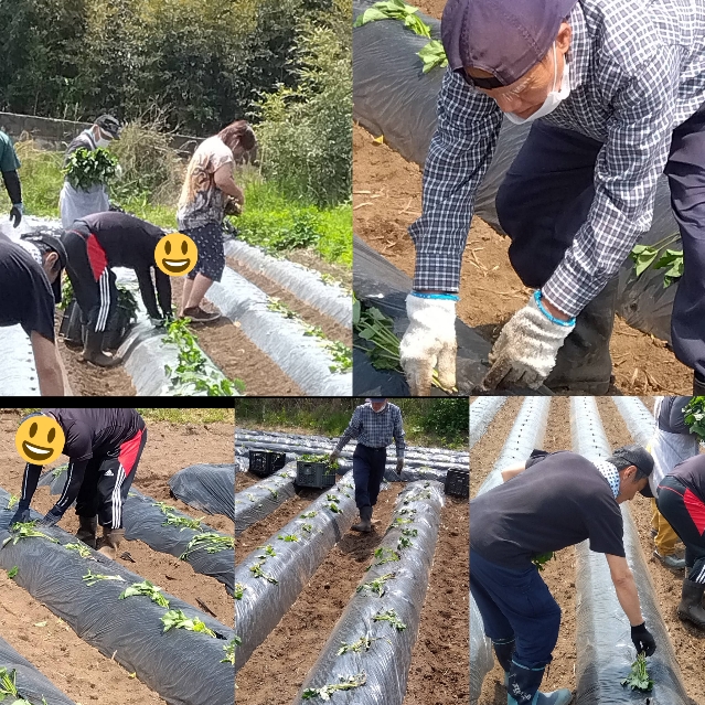 委託　サツマイモ