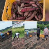 農作業風景🍠♪(´▽｀)