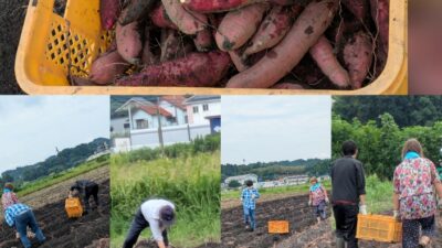 農作業風景🍠♪(´▽｀)