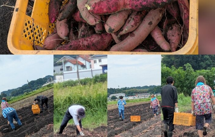 農作業風景🍠♪(´▽｀)