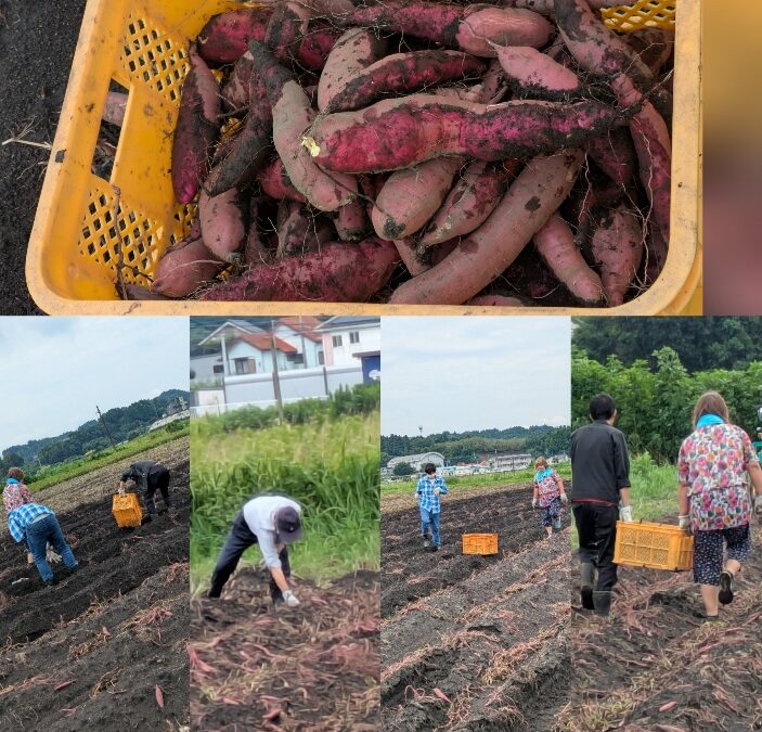 農作業風景🍠♪(´▽｀)
