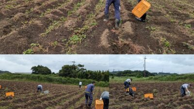 サツマイモ🍠拾い