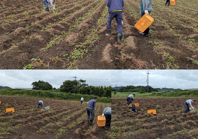 サツマイモ🍠拾い