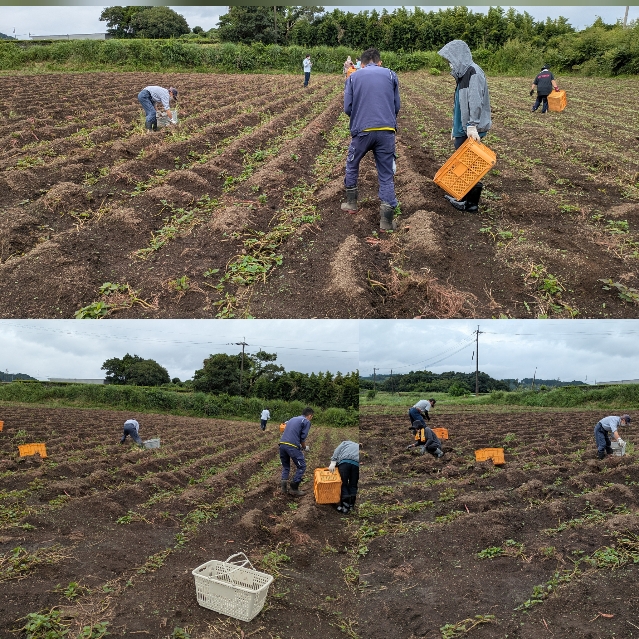 サツマイモ🍠拾い