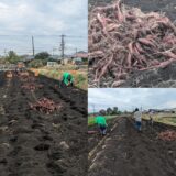 サツマイモ🍠拾い