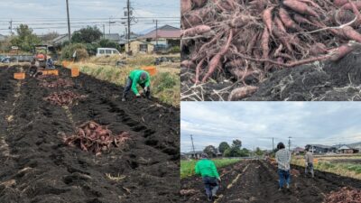 サツマイモ🍠拾い