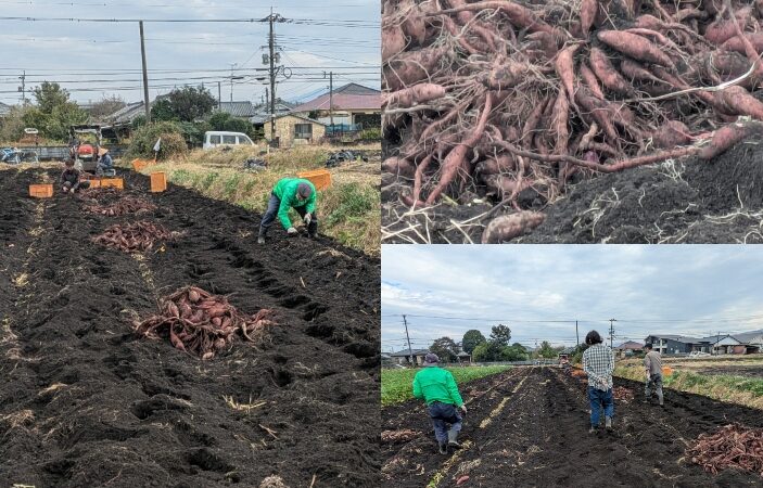 サツマイモ🍠拾い