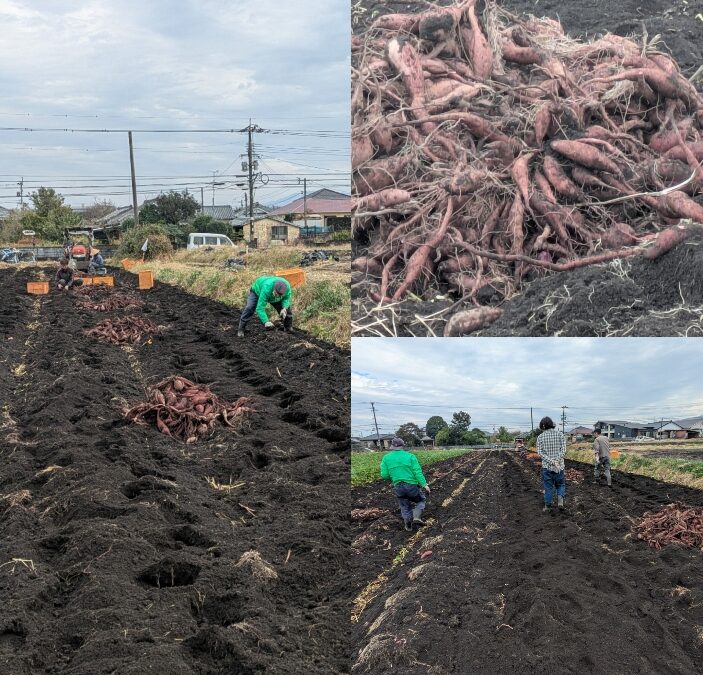 サツマイモ🍠拾い