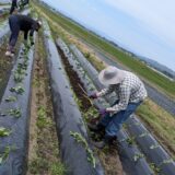 4月21日　苗植え