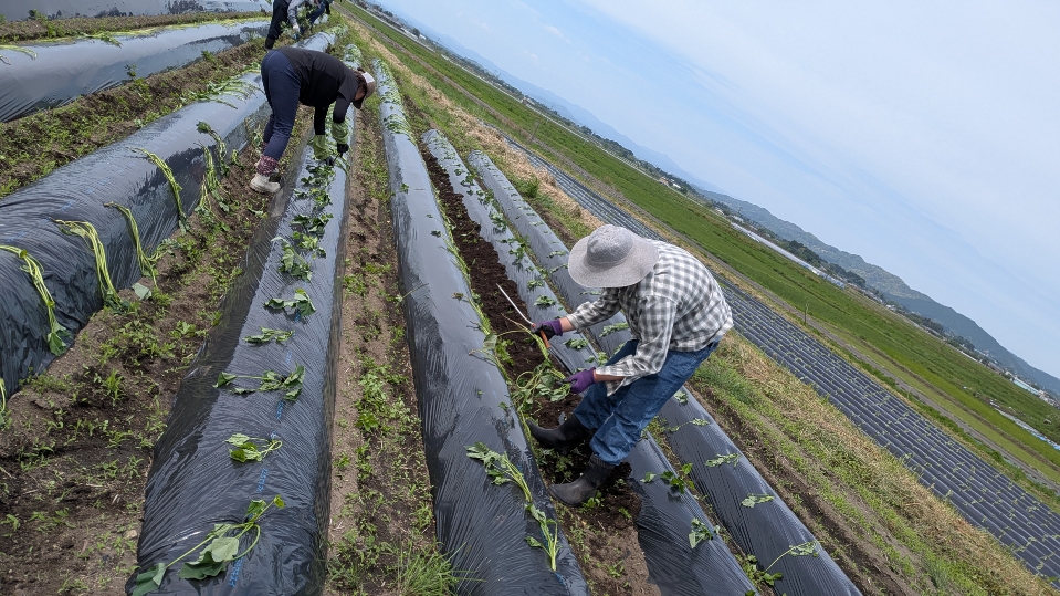 4月21日　苗植え